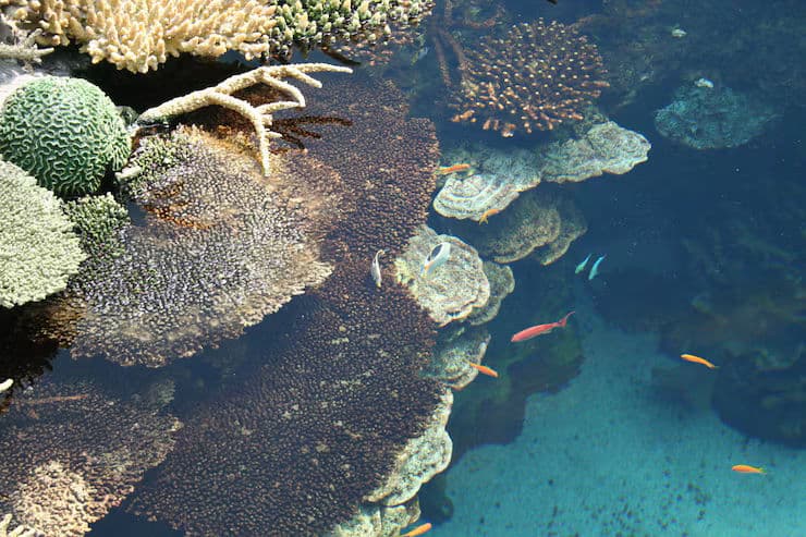 Marine Life Spotlight: Reef Builders and Why They Matter